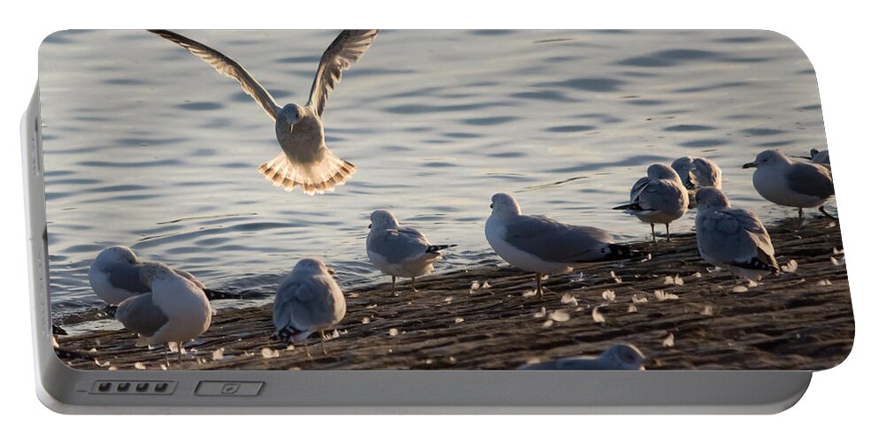 Gull Portable Battery Charger featuring the photograph Gull Landing in Marietta by Holden The Moment