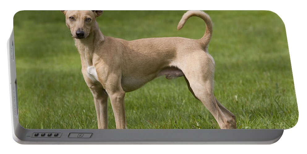 Dog Portable Battery Charger featuring the photograph Hairy Peruvian Hairless by Jean-Michel Labat