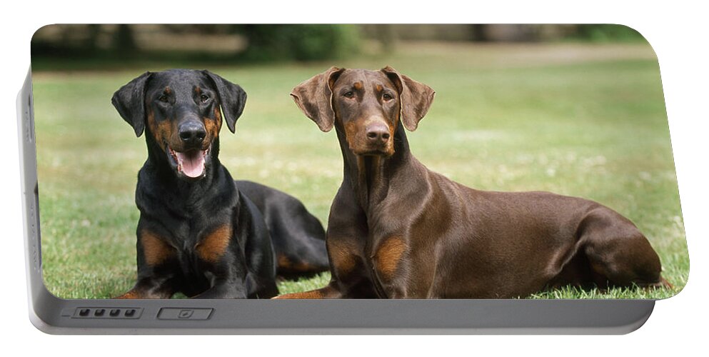 Dog Portable Battery Charger featuring the photograph Happy Dobermans by John Daniels