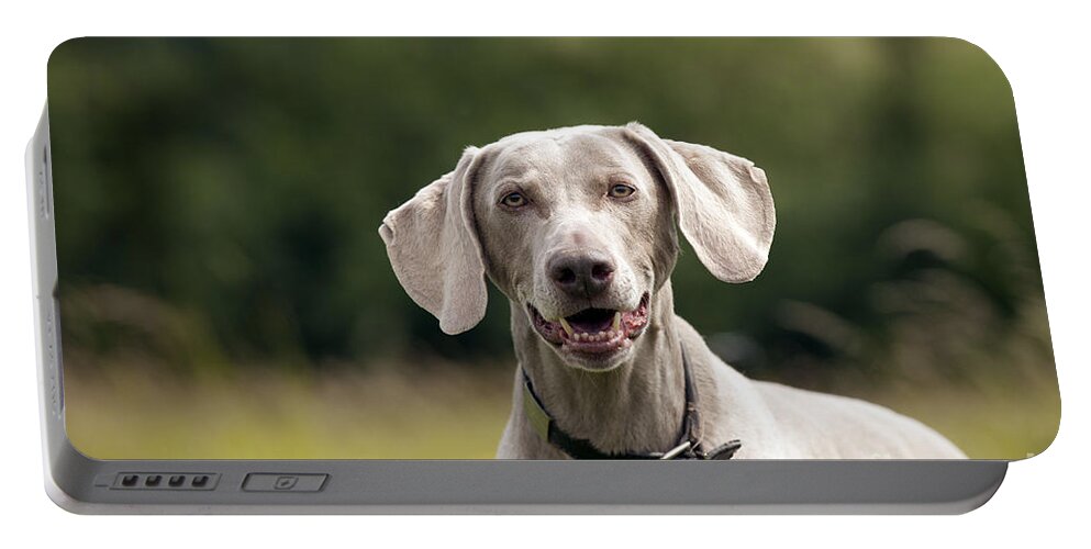 Dog Portable Battery Charger featuring the photograph Happy Weimaraner by John Daniels