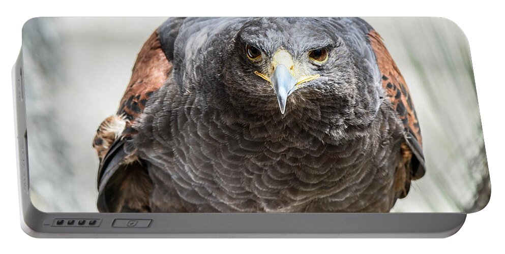 Harris Hawk Portable Battery Charger featuring the photograph Harris Hawk ready for attack by Michael Moriarty