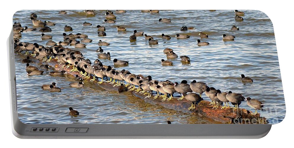 Ducks Portable Battery Charger featuring the photograph Having Your Ducks in a Row  American Coots by Peggy Franz