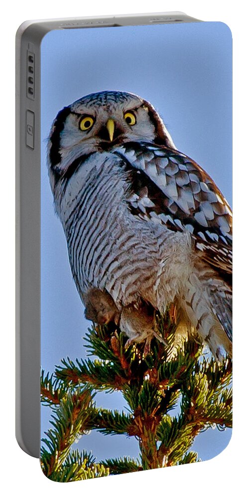 Hawk Owl Square Portable Battery Charger featuring the photograph Hawk Owl square by Torbjorn Swenelius