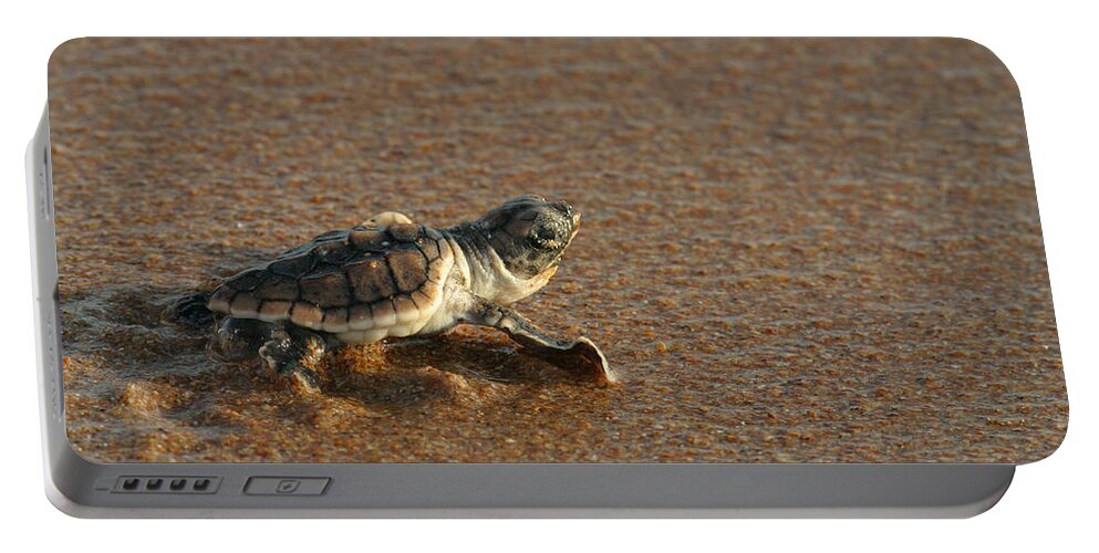Loggerhead Portable Battery Charger featuring the photograph Heading Out To Sea by Paul Rebmann