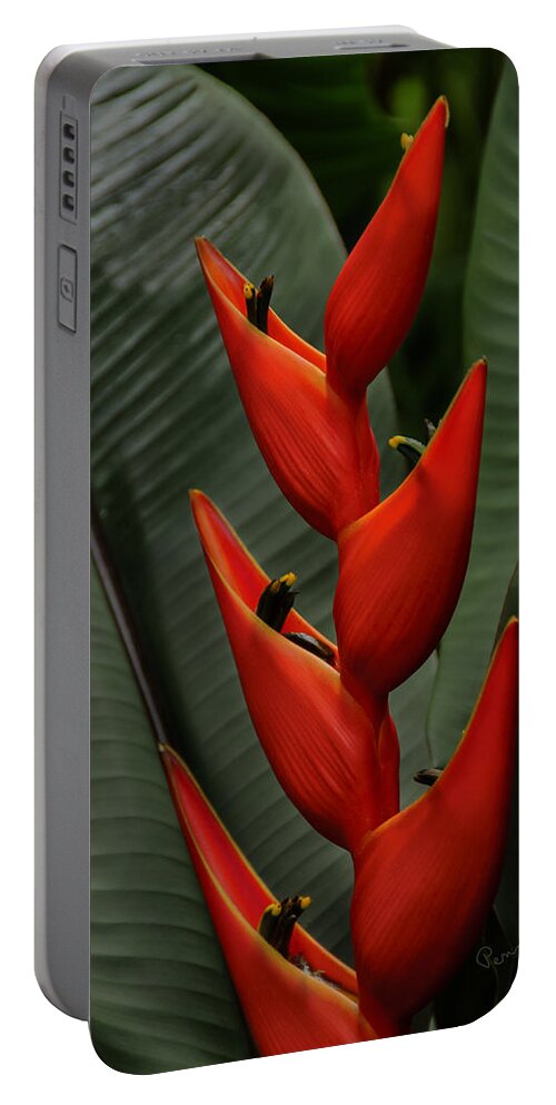 Penny Lisowski Portable Battery Charger featuring the photograph Heliconia by Penny Lisowski