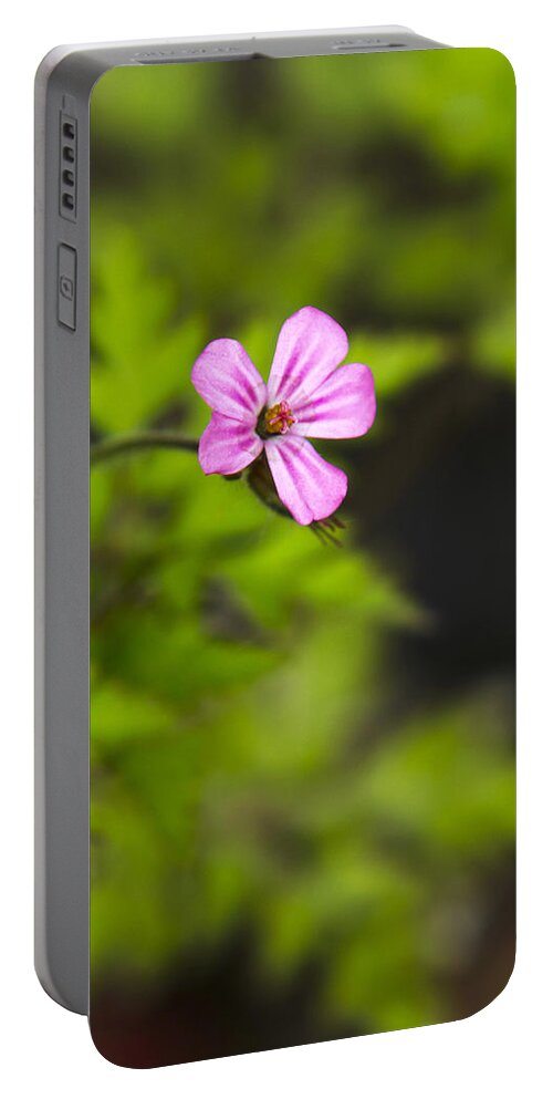 Wildflower Portable Battery Charger featuring the photograph Herb Robert Wildflower by Christina Rollo