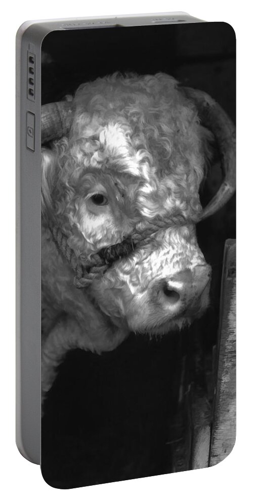 Hereford Cow Portable Battery Charger featuring the photograph Hereford Bull in black and white by Cathy Anderson