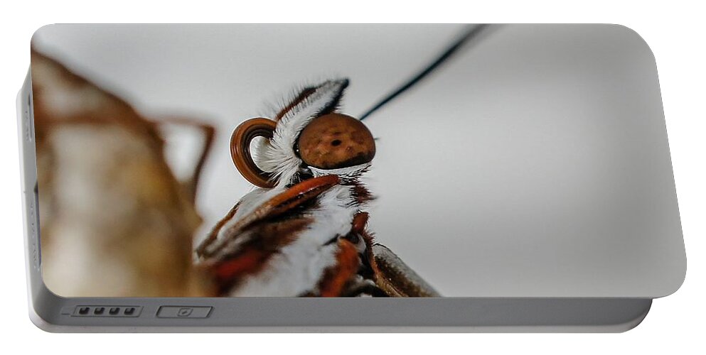 Butterfly Portable Battery Charger featuring the photograph Here's Looking At You Squared by TK Goforth