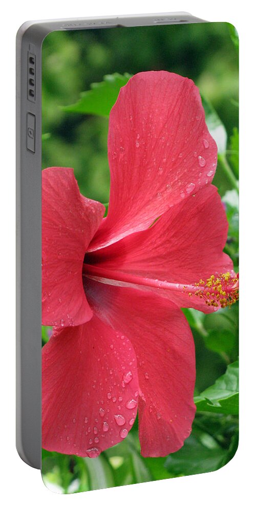 Hibiscus Portable Battery Charger featuring the photograph Hibiscus - After The Rain - 15 by Pamela Critchlow