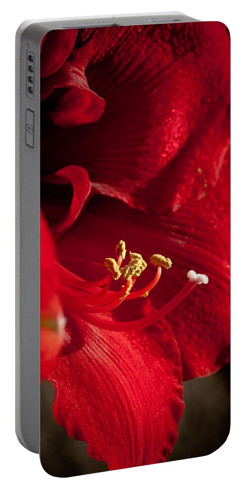 Hippeastrum Portable Battery Charger featuring the photograph Hippeastrum by Ralf Kaiser