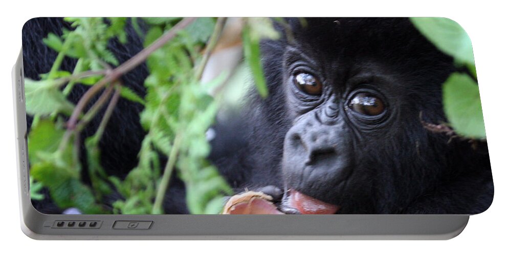 Mountain Gorilla Portable Battery Charger featuring the photograph Hirwa Infant by David Beebe