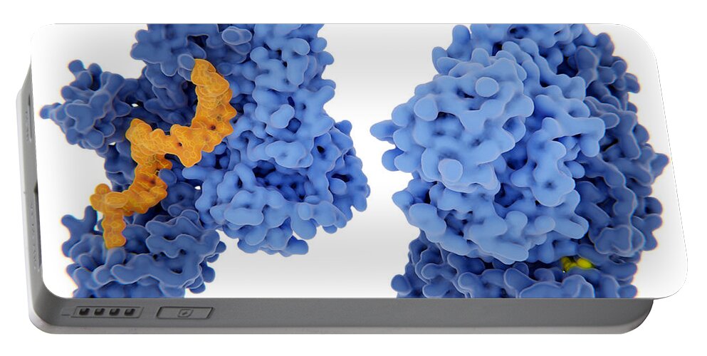 Aids Portable Battery Charger featuring the photograph Hiv-1 Reverse Transcriptase, Molecular by Juan Gaertner