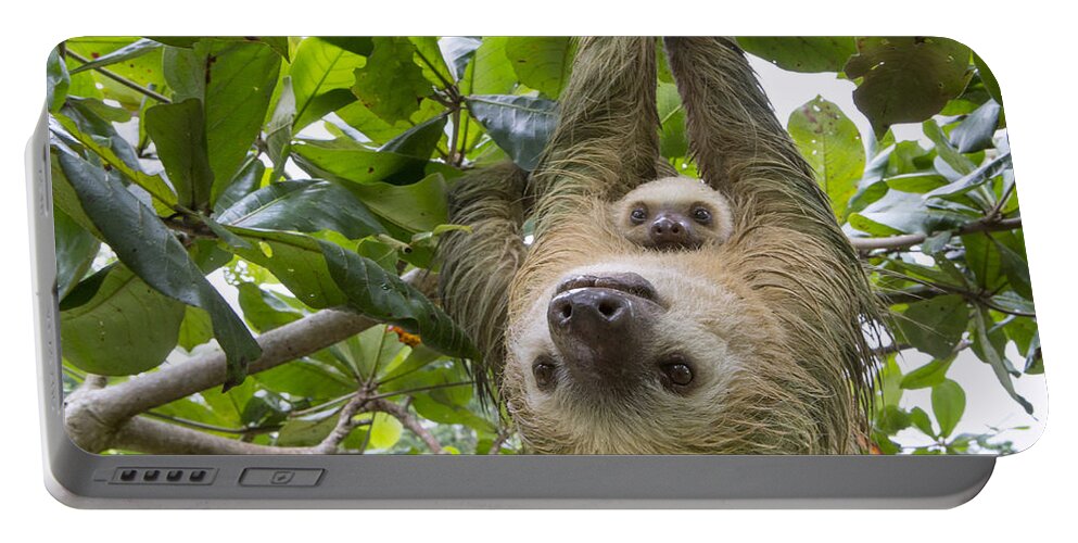 Suzi Eszterhas Portable Battery Charger featuring the photograph Hoffmanns Two-toed Sloth And Old Baby by Suzi Eszterhas