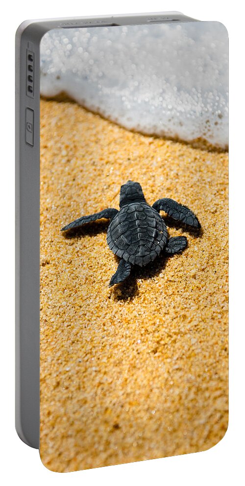 Baby Loggerhead Portable Battery Charger featuring the photograph Home by Sebastian Musial