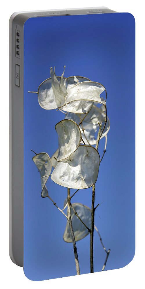 Europe Portable Battery Charger featuring the photograph Honesty Seed Pods by Rod Johnson