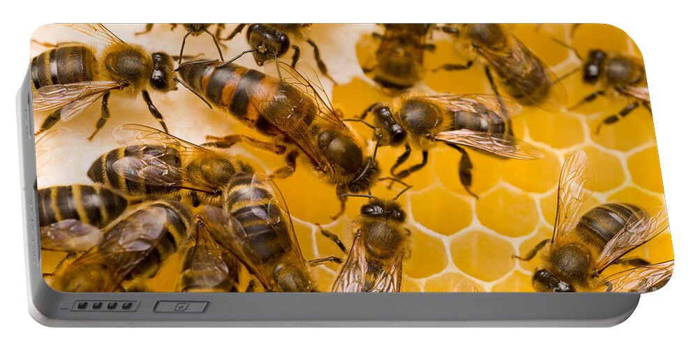 Honey Bees Portable Battery Charger featuring the photograph Honeybee Workers And Queen by Mark Bowler