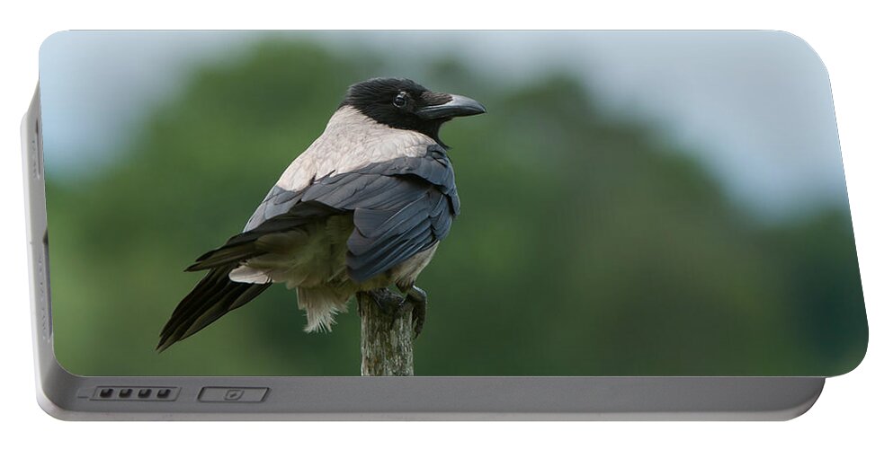 Hoodiecrow Portable Battery Charger featuring the photograph Hoodiecrow by Torbjorn Swenelius