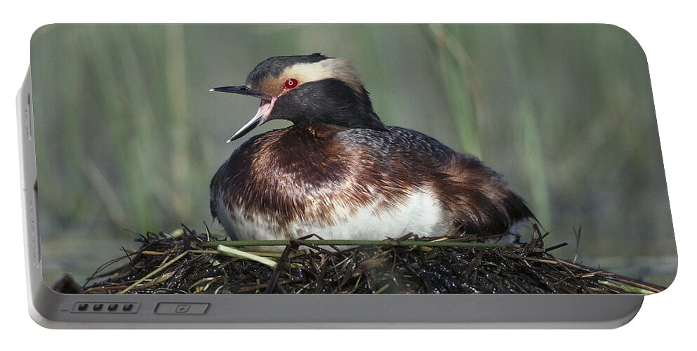 Feb0514 Portable Battery Charger featuring the photograph Horned Grebe Parent Calling On Floating by Tim Fitzharris