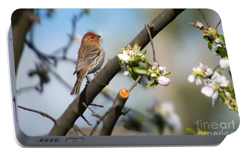 House Finch Portable Battery Charger featuring the photograph House Finch by Michael Dawson