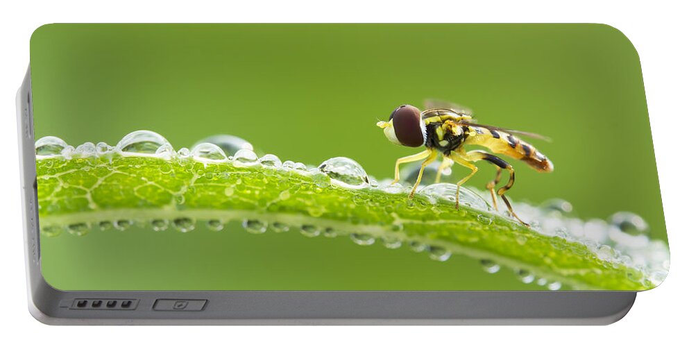 Background Portable Battery Charger featuring the photograph Hoverfly in dew by Mircea Costina Photography