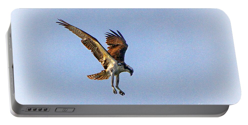 Osprey Portable Battery Charger featuring the photograph Hovering Osprey by Barbara Bowen