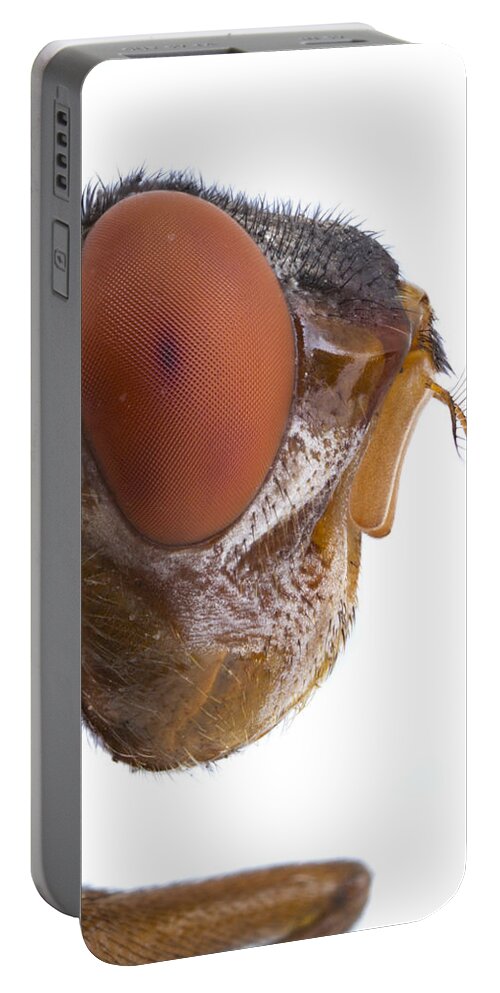 Piotr Naskrecki Portable Battery Charger featuring the photograph Human Botfly Belize by Piotr Naskrecki