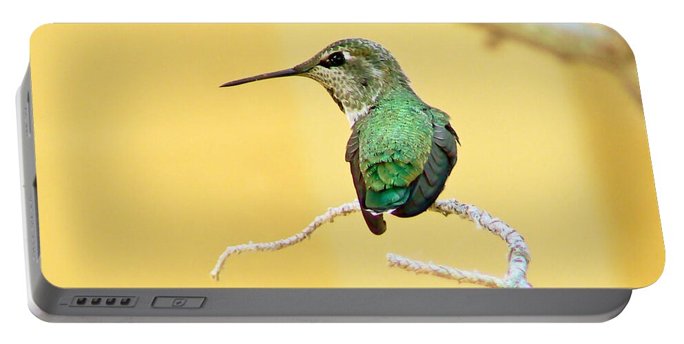 Hummingbird Portable Battery Charger featuring the photograph Hummingbird at Rest by Pamela Patch