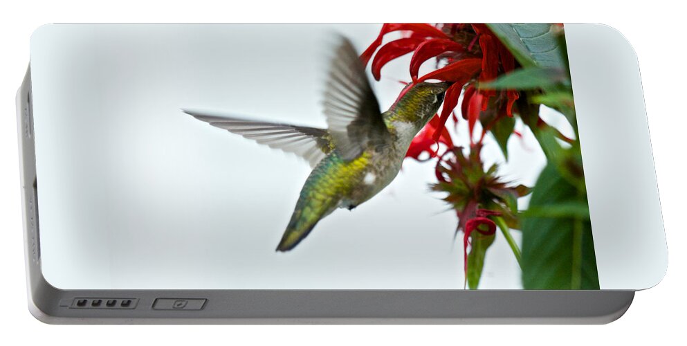 Birds Portable Battery Charger featuring the photograph Hummingbird Focused on the Scarlet Bee Balm by Kristin Hatt