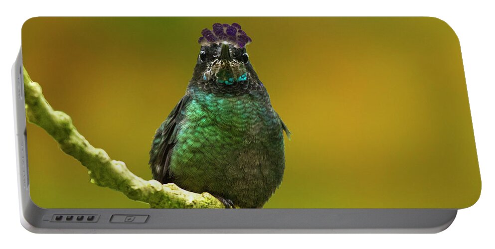 Magnificent Hummingbird Portable Battery Charger featuring the photograph Hummingbird with a lilac Crown by Heiko Koehrer-Wagner