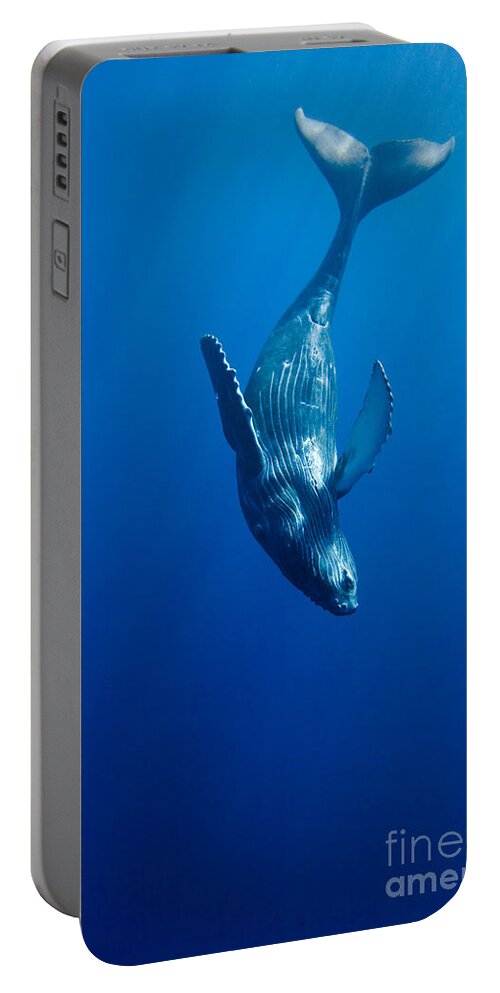 Humpback Whale Portable Battery Charger featuring the photograph Humpback Whale Calf by David Fleetham