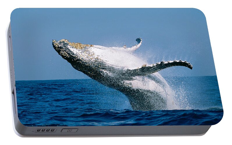 Photography Portable Battery Charger featuring the photograph Humpback Whale Megaptera Novaeangliae by Panoramic Images