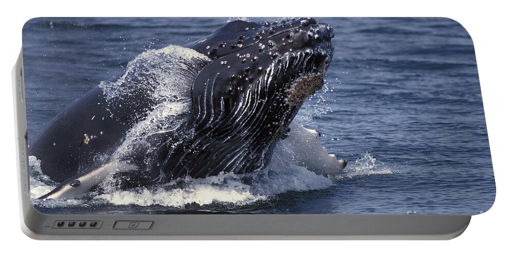 Animal Portable Battery Charger featuring the photograph Humpback Whale Megaptera Novaeangliae by Ron Sanford