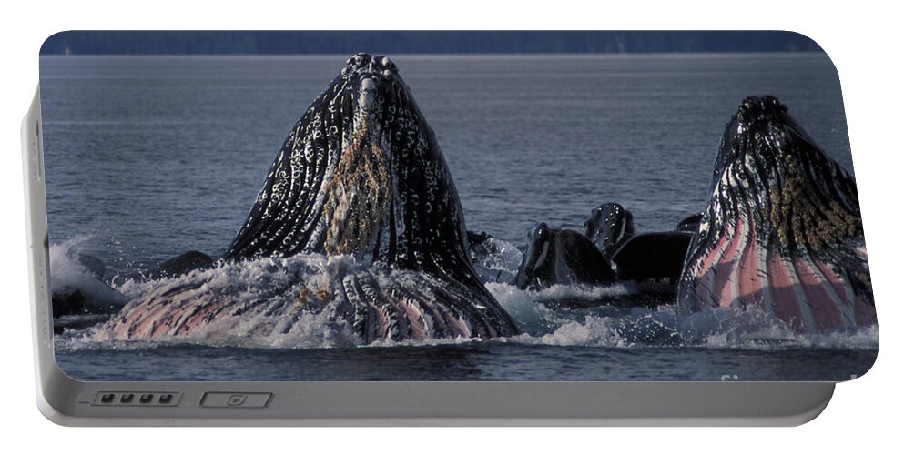 Animal Portable Battery Charger featuring the photograph Humpback Whales Bubble Net Feeding by Ron Sanford