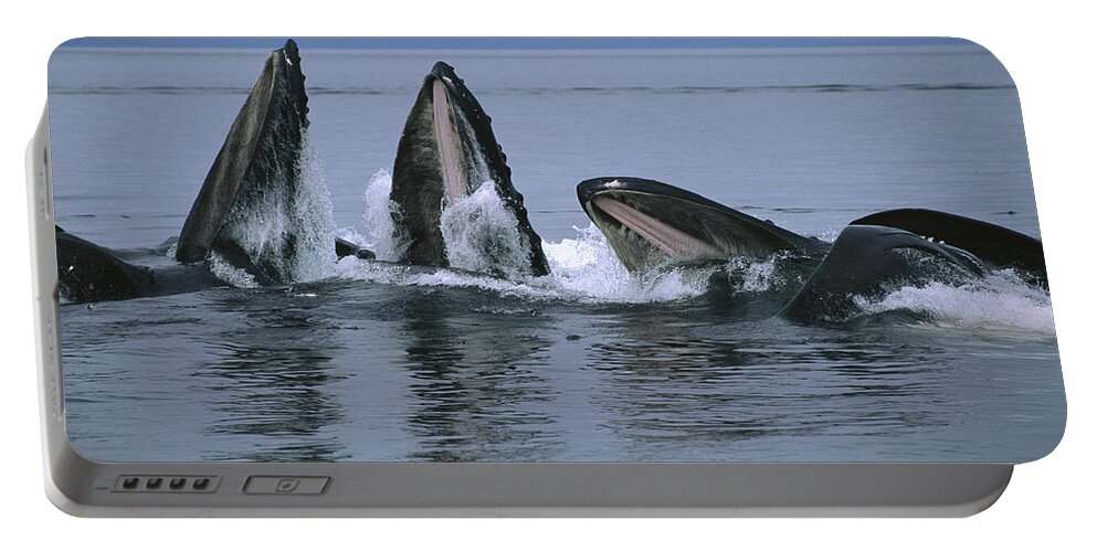 Feb0514 Portable Battery Charger featuring the photograph Humpback Whales Gulp Feeding Southeast by Flip Nicklin
