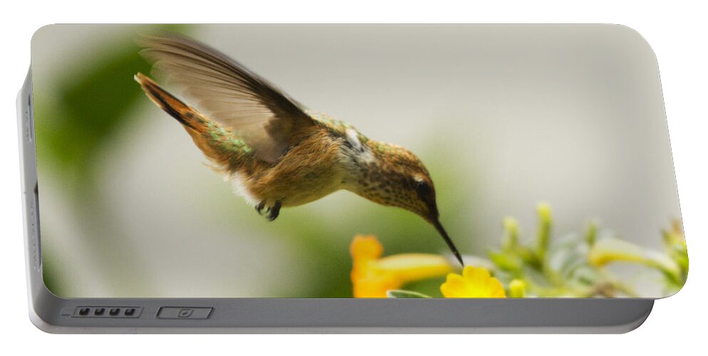 Hummingbird Portable Battery Charger featuring the photograph Hungry Flowerbird by Heiko Koehrer-Wagner
