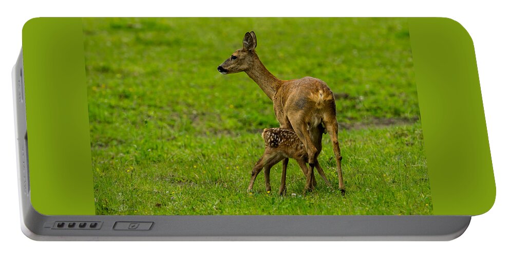 Hungry Roe Deer Fawn Portable Battery Charger featuring the photograph Hungry by Torbjorn Swenelius