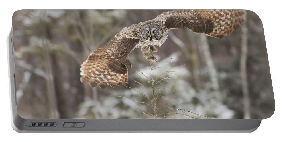 Bird Portable Battery Charger featuring the photograph Hunting Great Grey Owl by Mircea Costina Photography