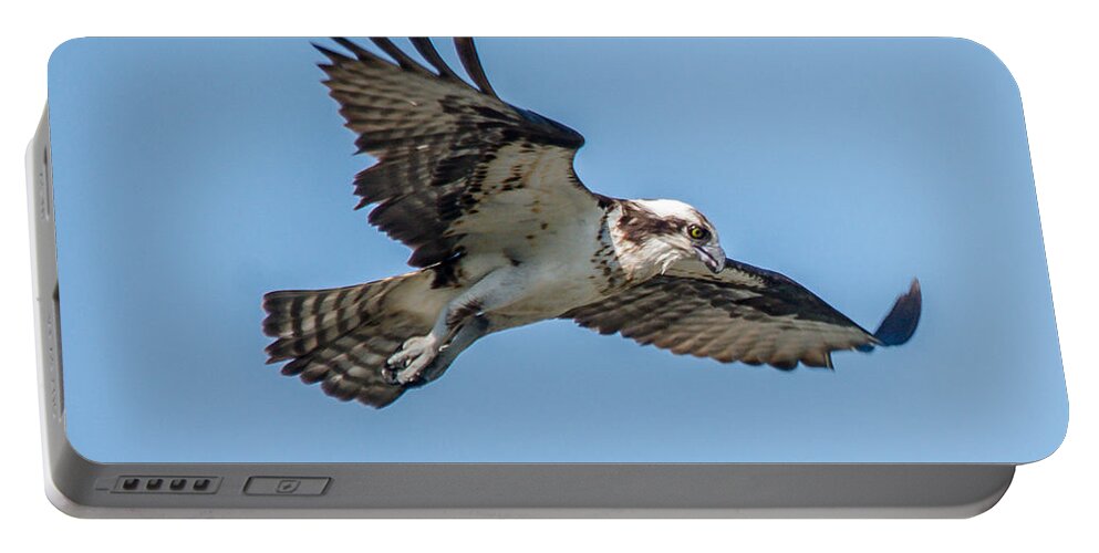 Raptor Portable Battery Charger featuring the photograph Hunting Osprey by Cheryl Baxter