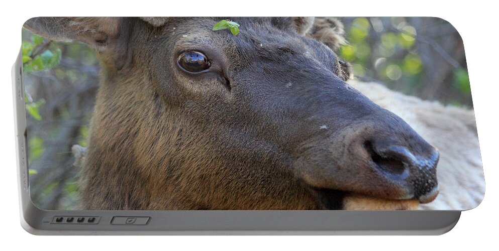 Elk Portable Battery Charger featuring the photograph I Have What On My Face? by Shane Bechler
