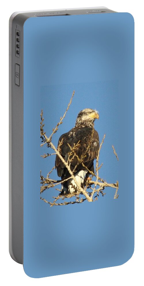 Immature Portable Battery Charger featuring the photograph Immature Bald Eagle by Shane Bechler