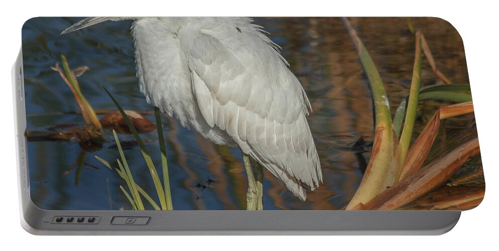 Florida Portable Battery Charger featuring the photograph Immature little blue heron by Jane Luxton