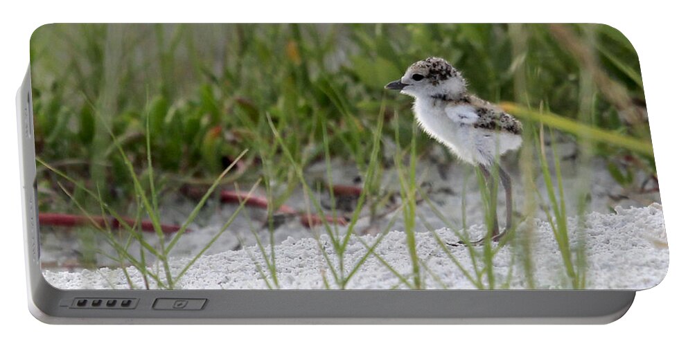 Wilson's Plover Portable Battery Charger featuring the photograph In the Grass - Wilson's Plover Chick by Meg Rousher