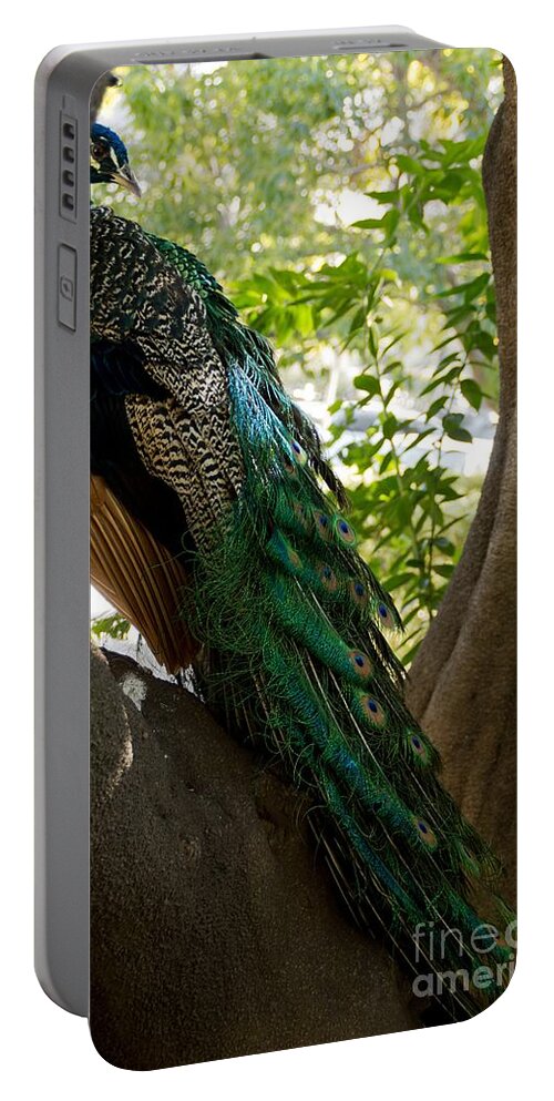 Peacock Portable Battery Charger featuring the photograph In The Shadows by Peggy Hughes