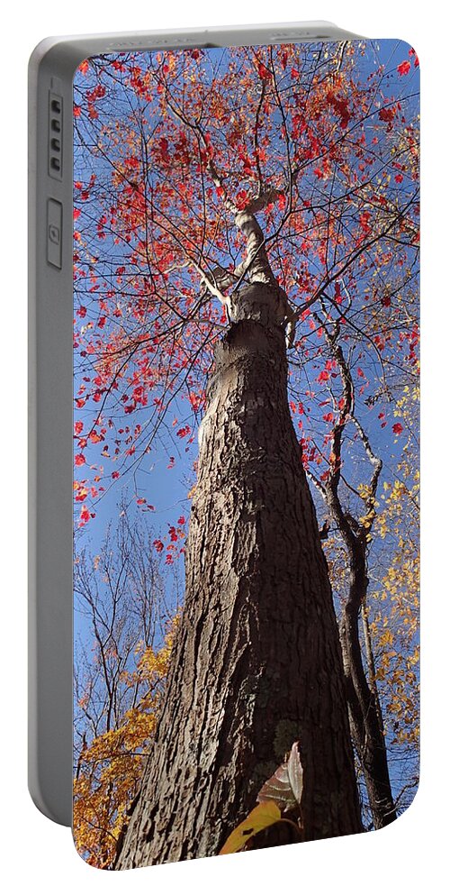 Tree Portable Battery Charger featuring the photograph In The Woods 1 by Robert Nickologianis