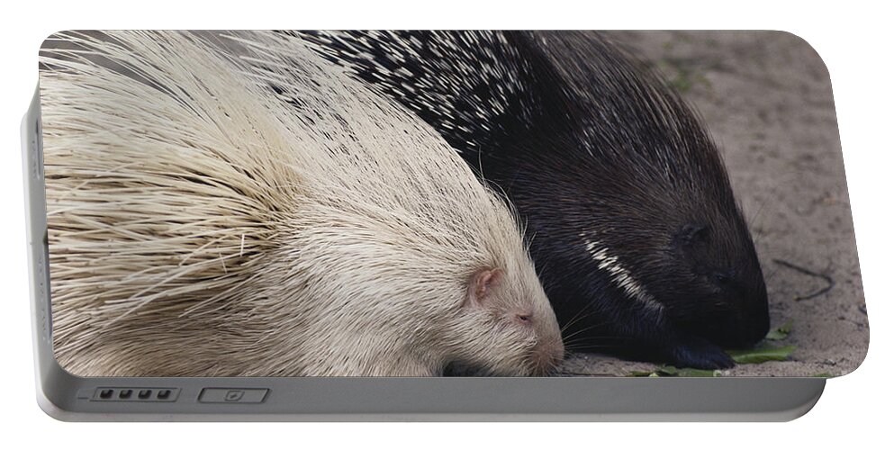 Nature Portable Battery Charger featuring the photograph Indian-crested Porcupines Normal by Tom McHugh