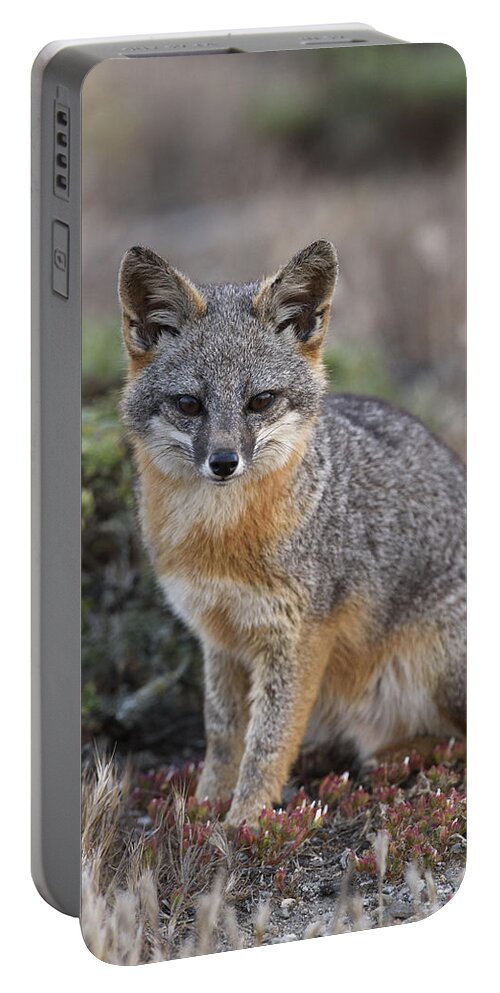 Ch'ien Lee Portable Battery Charger featuring the photograph Island Fox California by Ch'ien Lee
