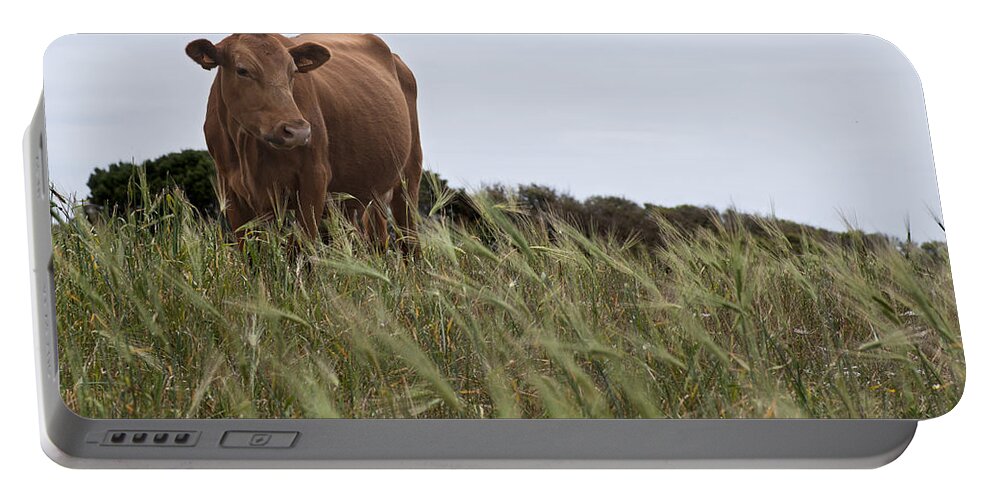 Blue Portable Battery Charger featuring the photograph Island nature - A menorquin red cow in middle of son bou fodder by Pedro Cardona Llambias