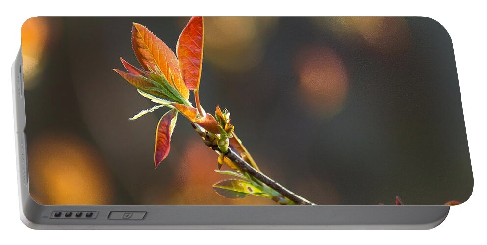 Forest Portable Battery Charger featuring the photograph It's A Spring Thing by Bill Pevlor