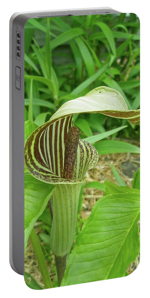 jack-in-the-pulpit Portable Battery Charger featuring the photograph Jack in the Pulpit - Arisaema triphyllum by Carol Senske