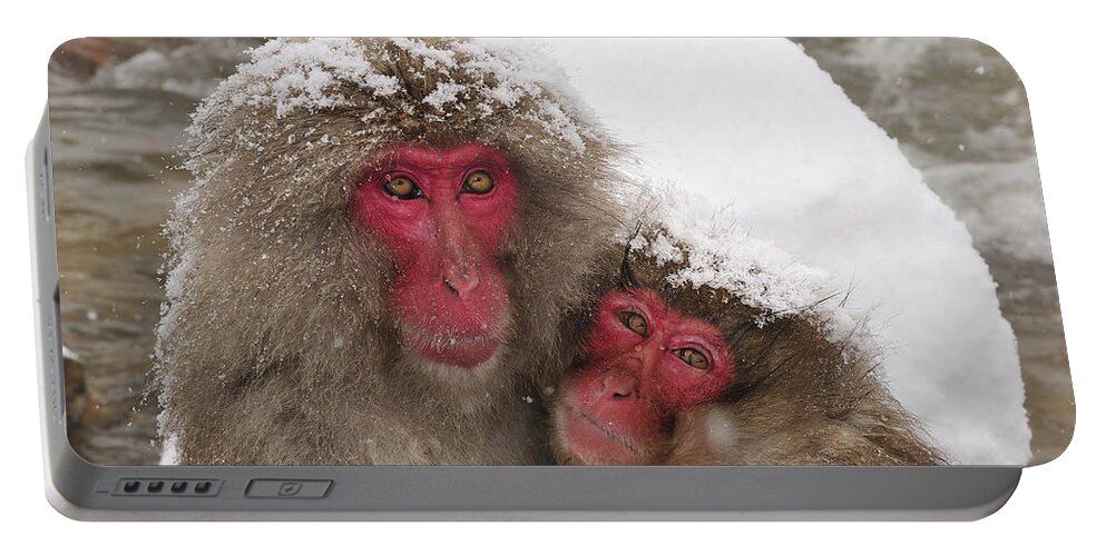 Thomas Marent Portable Battery Charger featuring the photograph Japanese Macaque Pair Jigokudani Nagano by Thomas Marent